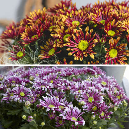 Pot Mum Chrysanthemum Splash Duo Colpmusdu - Garden Express Australia