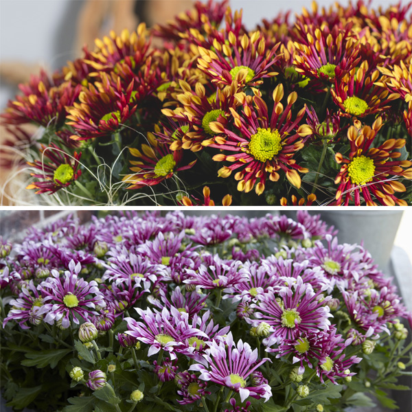 Pot Mum Chrysanthemum Splash Duo Garden Express