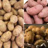 Registered Seed Potato Wa Collection 1 Colcspwa1 - Garden Express Australia