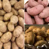 Registered Seed Potato Wa Collection 1 Colcspwa1 - Garden Express Australia