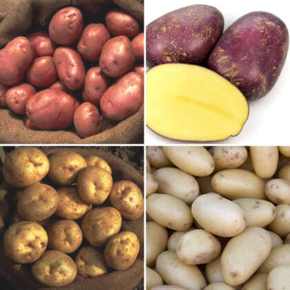 Seed Potato All Rounder Collection Colcspaco - Garden Express Australia