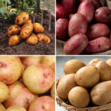 Seed Potato Mashing Collection Colcspmco - Garden Express Australia