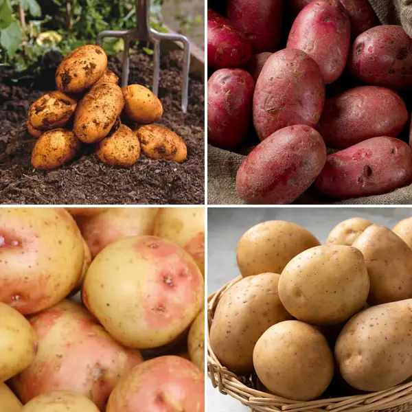 Seed Potato Mashing Collection