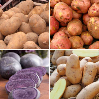 Seed Potato Roasting Collection Colcsprco - Garden Express Australia