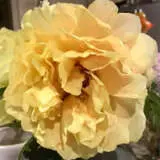 Tree Peony Alhambra Pktpaalh - Garden Express Australia