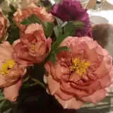 Tree Peony Loyola Pktpaloy - Garden Express Australia