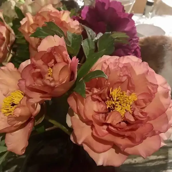 Tree Peony Loyola Tree Peony Loyola