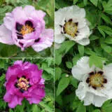 Tree Peony Rockii Mixed Pktparmx - Garden Express Australia