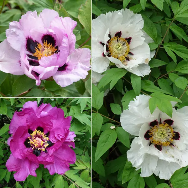 Tree Peony Rockii Mixed