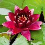 Water Lily Black Princess Pkwlibpr - Garden Express Australia