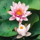 Water Lily Fabiola Pkwlifab 1 - Garden Express Australia