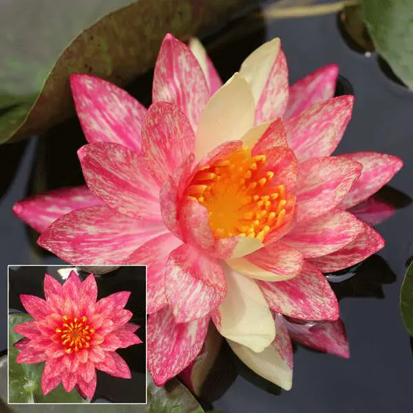 Water Lily Wanvisa Water Lily Wanvisa