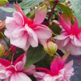 Weald View Minuet P10fucwme - Garden Express Australia