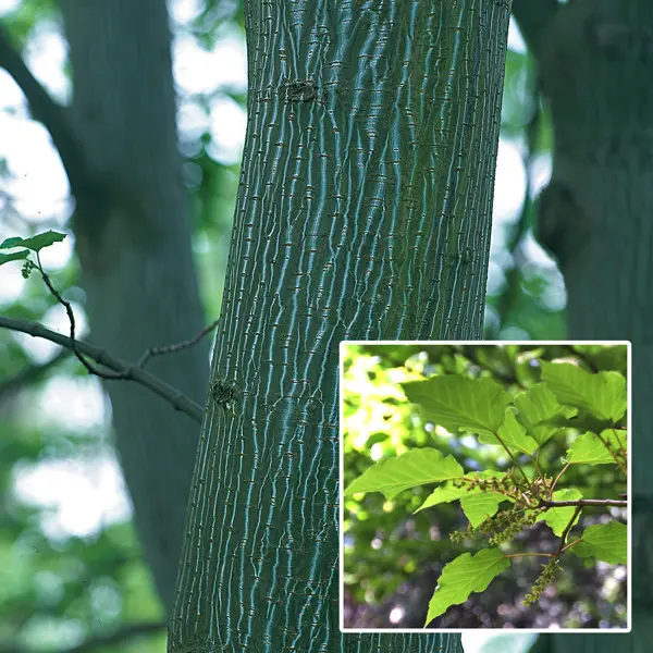 Acer Herss Snakebark Maple