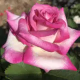 Brindabella Rose Halo Rosbhal - Garden Express Australia