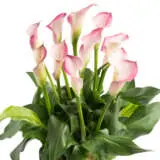 Calla Lily Dreamland 2024 Pkcaldre - Garden Express Australia