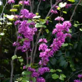 Cercis Faerie Queen Cercis Faerie Queen