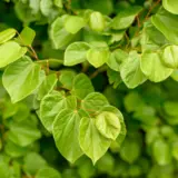 Cercis Faerie Queen Cercis Faerie Queen