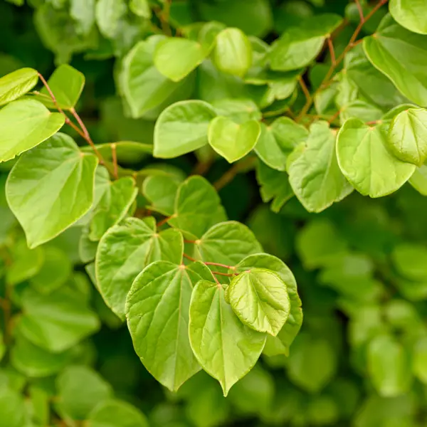 Cercis Faerie Queen Cercis Faerie Queen