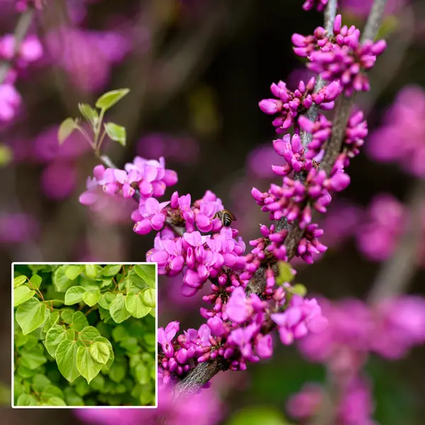 Cercis Faerie Queen