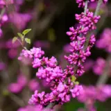 Cercis Faerie Queen Flower - Garden Express Australia