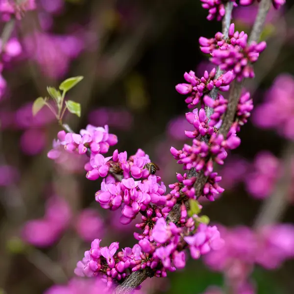 Cercis Faerie Queen Cercis Faerie Queen