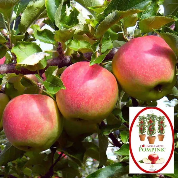 Columnar Apple Pompink