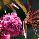 Crimson Flowering Almond Treamlcr - Garden Express Australia