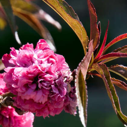 Crimson Flowering Almond Treamlcr - Garden Express Australia