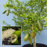 Finger Lime Crystal Green P18flimcgr - Garden Express Australia