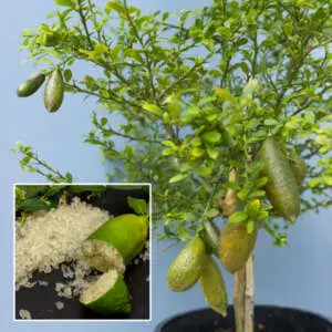 Finger Lime Crystal Green P18flimcgr - Garden Express Australia