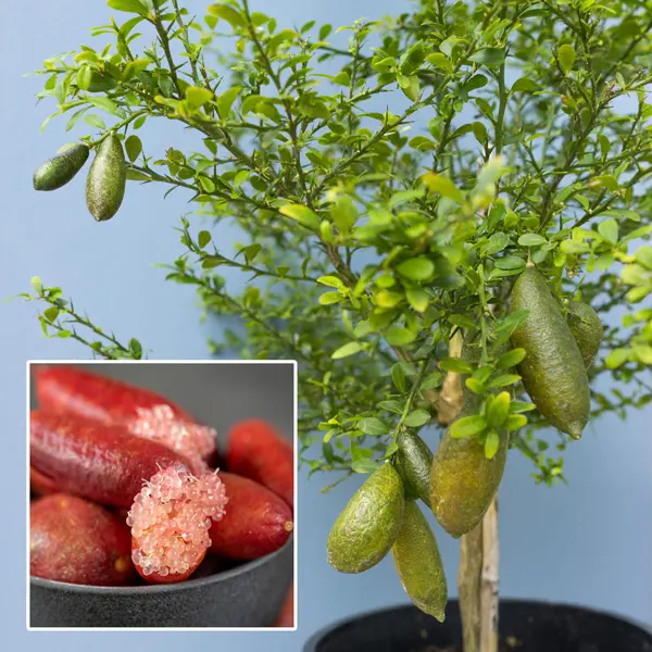 Finger Lime Red Champagne