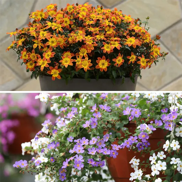 Free Gift -Potted Plant-Orders Over $65 Free Gift -Potted Plant-Orders Over $65