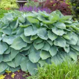 Hosta Big Daddy Pkhosbda - Garden Express Australia