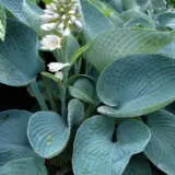 Hosta Blue Angel Pkhosban - Garden Express Australia