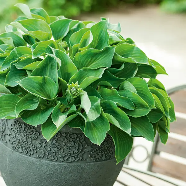 Hosta Green Lady Value Pack