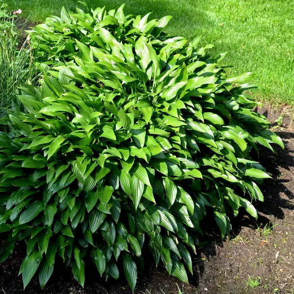 Hosta Lance Leaf