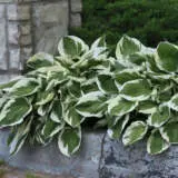 Hosta Patriot Pkhospat - Garden Express Australia