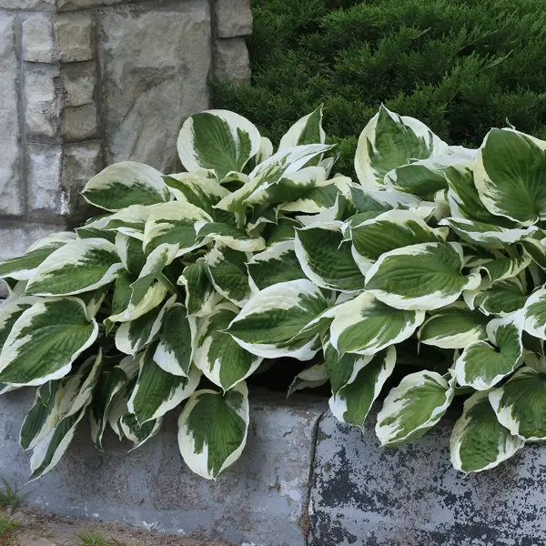 Hosta Patriot