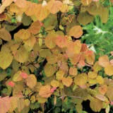 Katsura Tsekattre - Garden Express Australia