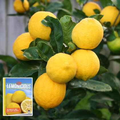 Lemon Lemonicious P14lemlem - Garden Express Australia