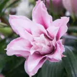 Lilium Double Sarah Bernhardt Pklildsb - Garden Express Australia