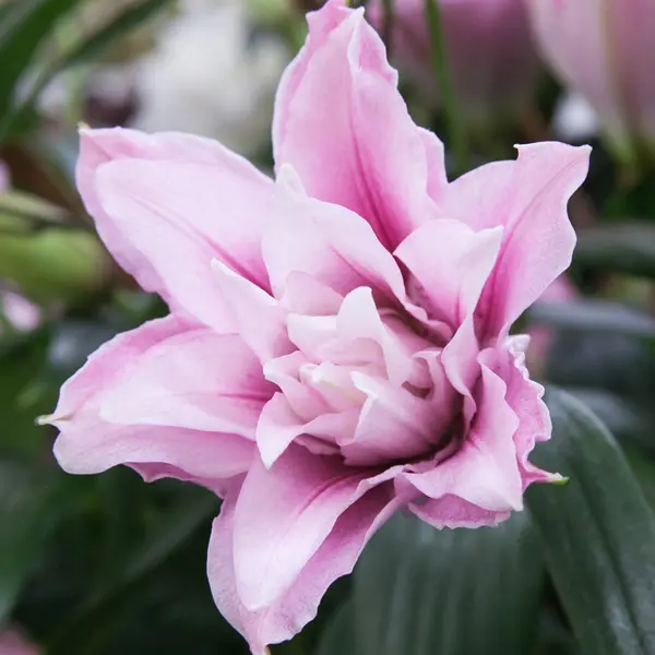 Lilium Double Sarah Bernhardt