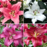 Lilium Oriental Trumpet Coll 2 2024 Colilotc2 - Garden Express Australia