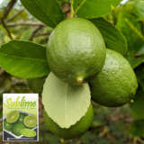Lime Sublime P20sublim - Garden Express Australia