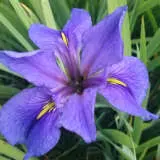 Louisiana Iris Cuisine Pklircui - Garden Express Australia