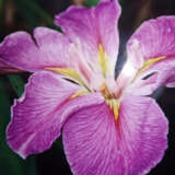 Louisiana Iris Edith Fear Pklirefe - Garden Express Australia