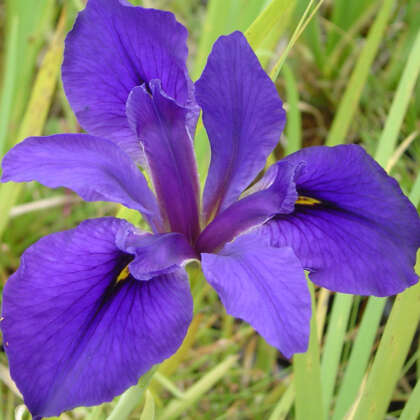 Louisiana Iris Francois Pklirfra - Garden Express Australia