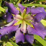 Louisiana Iris Good Vibes Pklirgvi - Garden Express Australia