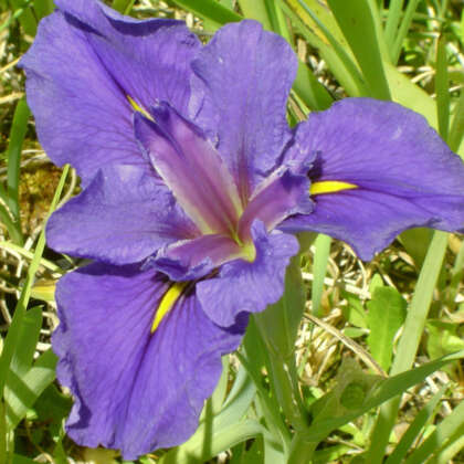 Louisiana Iris Gulf Shores Pklirgsh - Garden Express Australia